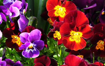 

Обои цветы Анютины Глазки 1440x900

