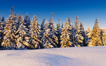 

HD картинки хвойный лес 1440x900, зима


