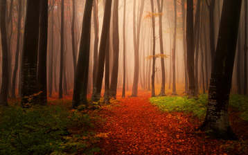 

Качественные HD картинки лес 1440x900


