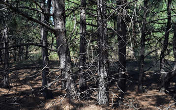 

Обои 1440x900 лесные фото


