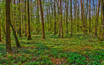 

Красивые обои лес 1440x900

