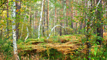 

Заставки лес 1440x900

