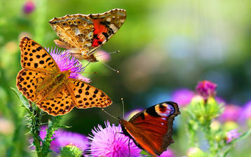 

Обои макроъемка высокой четкости, бабочки, природа

