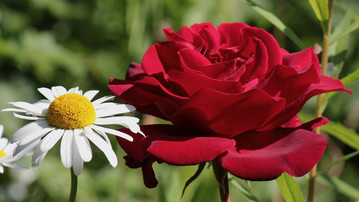 

Обои макро 1440x900 роза ромашка

