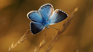 

Качественные обои макро 1440x900 бабочка

