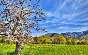 

Фото весна, цветущее дерево, зеленая трава

