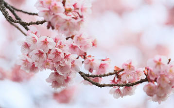 

Широкоформатные HD обои весна, весеннее цветение 1440x900 на рабочий стол скачать бесплатно.

