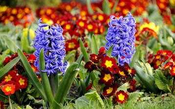 

HD обои 1440x900 весенние цветы

