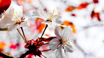 

Обои весна 1440x900 цветение

