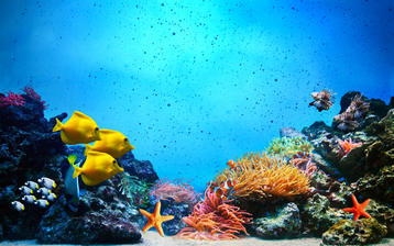 

HD обои экзотические рыбы, кораллы


