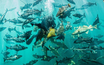 

Фото водный мир, аквалангист, стая рыб


