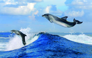 

Широкоформатные HD обои рыбы, дельфины 1440x900 на рабочий стол скачать бесплатно.

