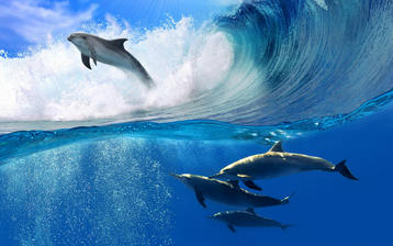 

фото рыбы, дельфины, море, волны

