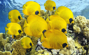 

Качественные картинки желтые рыбки, кораллы


