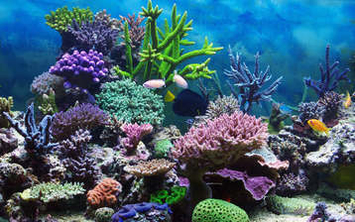 

Обои подводный мир фото картинки рыбы 1440x900

