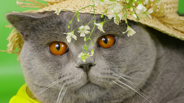 

Обои кошки шляпа морда цветы

