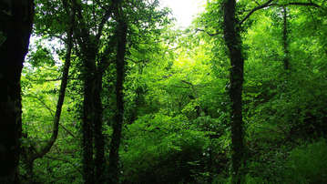 

Обои природа лес


