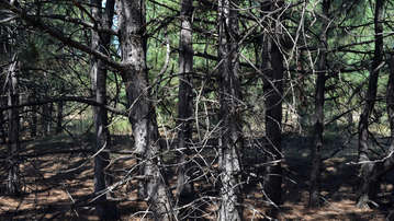

Обои 1600x1200 лесные фото

