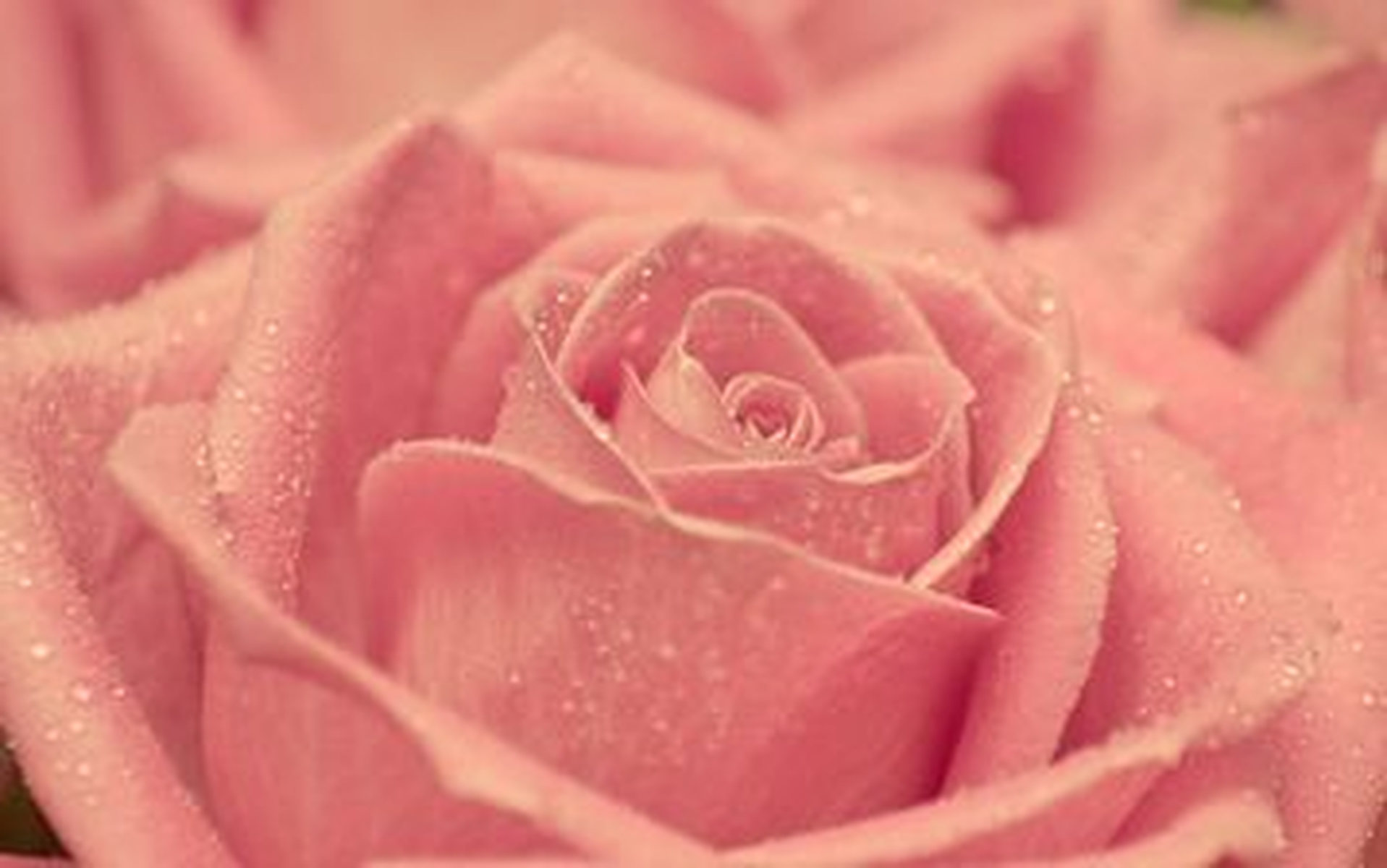

Заставки любовные красивая роза

