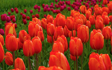 

обои весна 1600x1200 тюльпаны на рабочий стол скачать бесплатно высокого качества.

