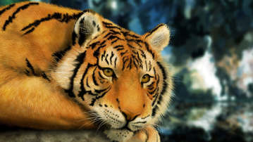 

Обои звери фото картинки тигры 1600x900

