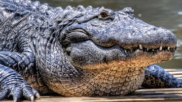 

Обои 1600x900 крокодил звери на рабочий стол скачать бесплатно высокого качества.

