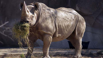

HD обои 1600x900 звери носорог

