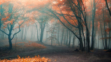 

Качественные картинки осень, фото туман, лес


