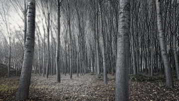 

Заставки осенние, картинки мрачный лес

