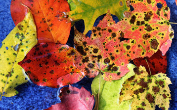 

Обои осень гниющие листья 1600x900

