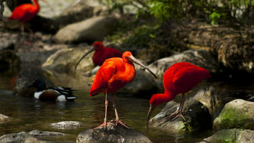 

Обои экзотические птицы, фламинго

