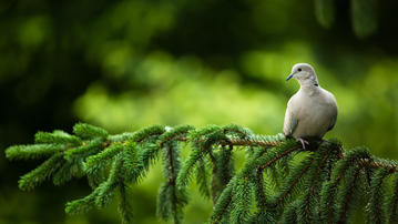 

Обои птицы 1600x900 белый голубь на рабочий стол скачать бесплатно высокого качества.

