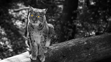 

Картинка коты, леопард, черно белый


