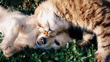 

HD картинки коты 1600x900, собака, любовь

