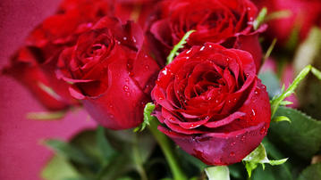 

HD обои 1600x900 цветы, красные розы

