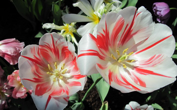 

Обои цветы тюльпаны 1600x900


