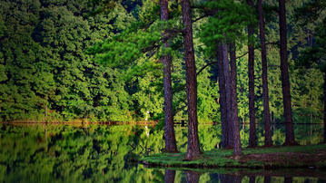 

Картинки лес, сосны, река, красота скачать бесплатно обои высокого качества

