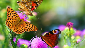 

Обои макроъемка высокой четкости, бабочки, природа

