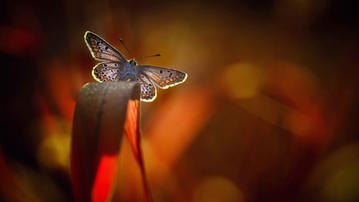 

Фото макросъемка, бабочка, усики

