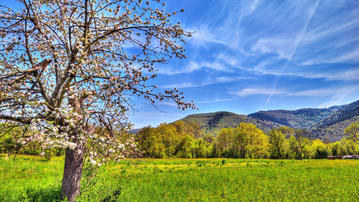 

Фото весна, цветущее дерево, зеленая трава

