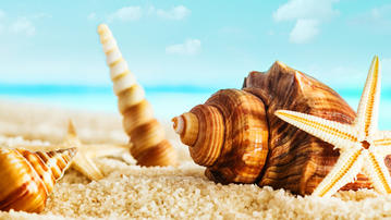 

Фото лето, пляж, песок, ракушки

