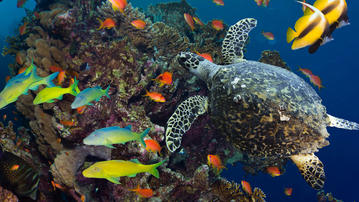 

Обои подводный мир 1600x900, коралловые рифы

