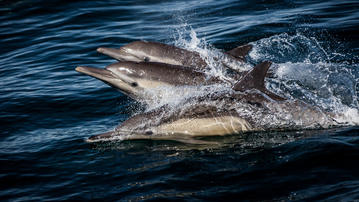 

HD обои рыбы 1600x900, дельфины, море

