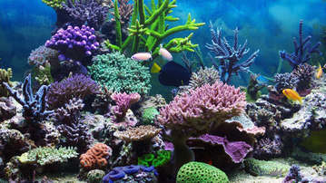 

Обои подводный мир фото картинки рыбы 1600x900

