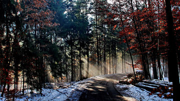 

Обои зима 1600x900, фото деревья в снегу

