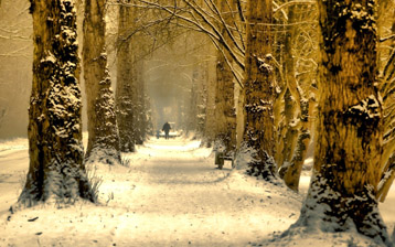 

Обои зимняя природа 1600x900, фото иней

