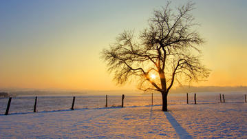 

Фото зима, дерево, фото заснеженное поле

