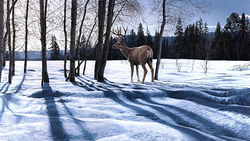 

Обои 1600x900 зимняя природа, фото олень

