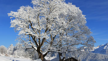 

HD обои зимняя природа 1600x900, фото иней


