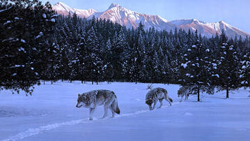 

HD обои 1600x900 зима, фото волки, снег


